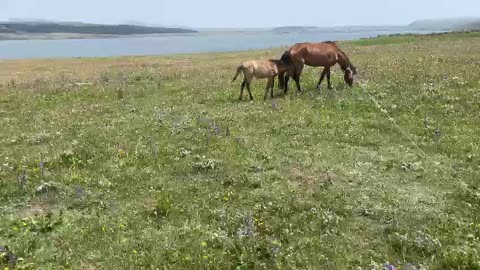 Mother horse and her baby horse are eating grass in the meadow