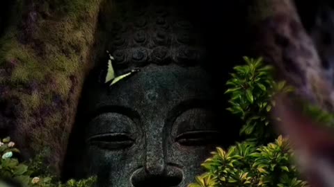 Budda peace video