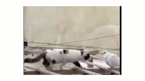 See what happened when a cat met a pigeon | Animals funny moments😂😂😂