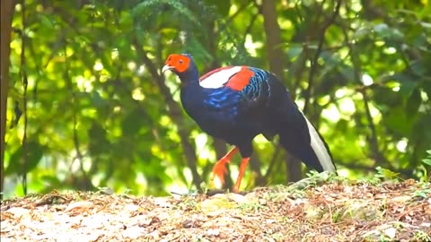 Amazing Largest Birds of The World - Birds of Rainforest - Nature Film