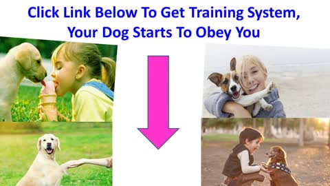 Funny Dogs Video Compilation | Try Not To Laugh | Dog Training System