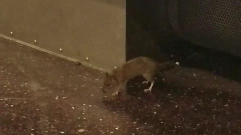 Rat struggles to walk on moving subway car