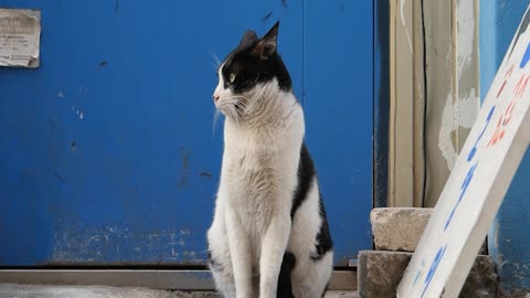 Cow pattern cat