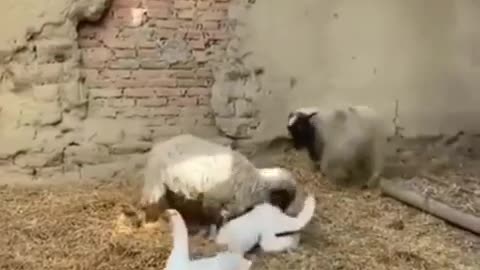 sheep vs duck