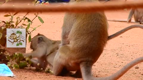 Super monkey mating