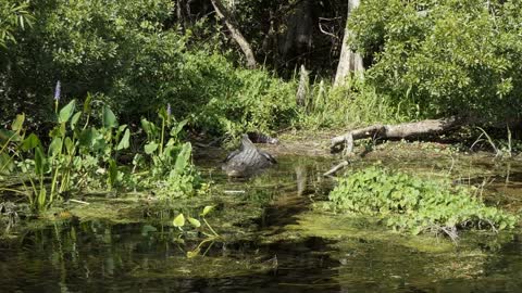 American alligator (Alligator mississippiensis) resting on the river banks