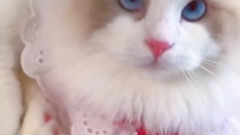 Magic cute cat lovely white kitten videos funny