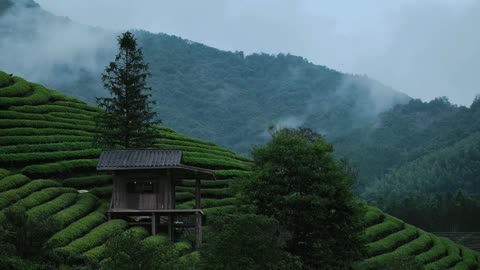 Tea garden scenery