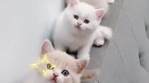 cute-funny kitten