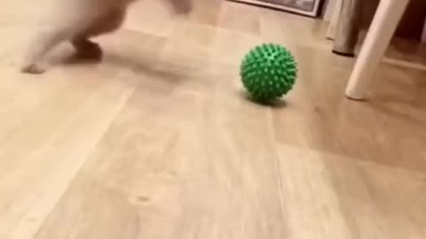 kitten playing ball