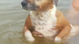 Cutest Swimming Pup Keeps Trying To Tread Water