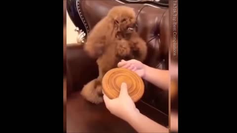 Funny Cute puppy 😂🤩