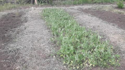 Pea plantation