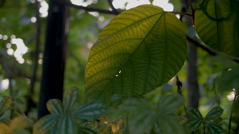 Tropical Leaf in Sunlight