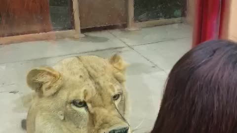 Don't show your back to the lion
