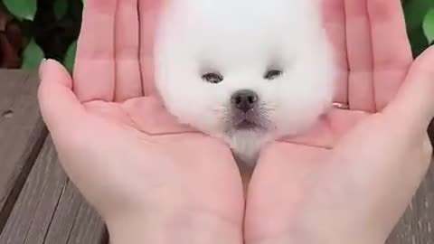 Cute dog funny and lovely
