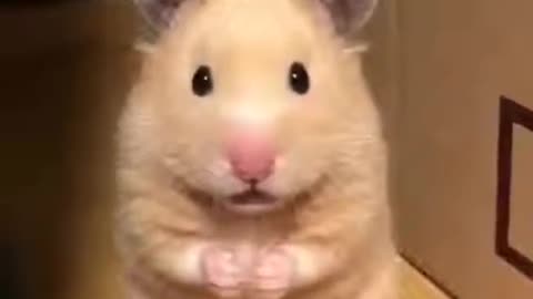 Hamster funny 2021