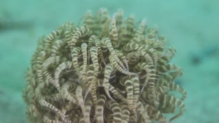 A Swimming Sea Anemone