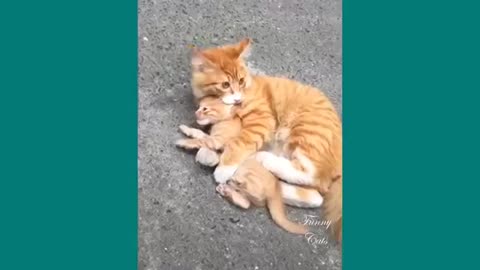 Funny Cats Mother cats protecting their