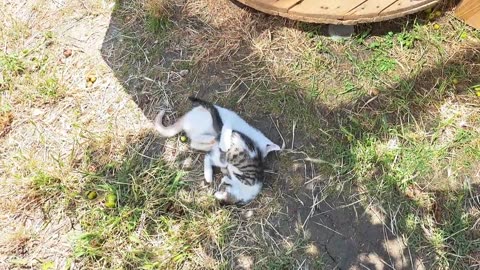 Cute kittens are fighting 🥰 The little cat is looking for something