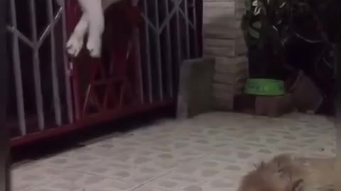 Stubborn Husky Insists on Crossing the Small Space at the Gate