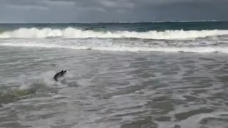 Bulldog sprints across beach waves