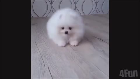 The fluffy and fluffy puppy is cute ♡ A cheerful Pomeranian puppy🐶【dog】