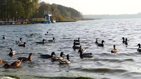 Ducks bathing