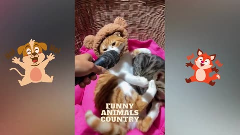 Funniest Cats And Dogs Video 105