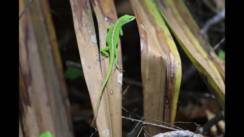 BARATARIA PRESERVE PHOTOS