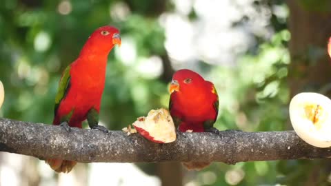 Perroquets Mangeant