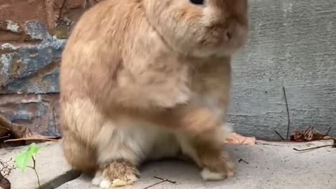 WOW bunnies can really dance! #animals #funny #dance #cute