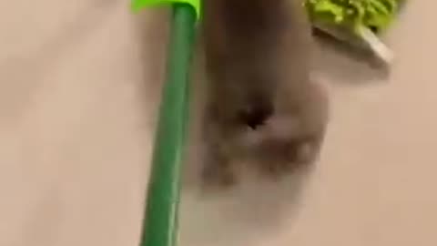 Funny cat enjoying