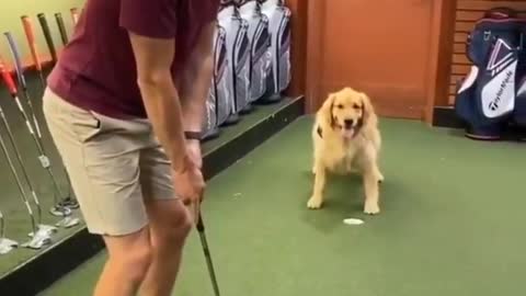 Dog loves golf 🏌️🐕