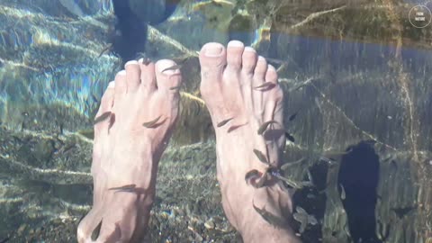 Foot cleaning by small fish