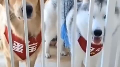 Funny😂 Dogs reaction || Try to no laugh 😂😂😂