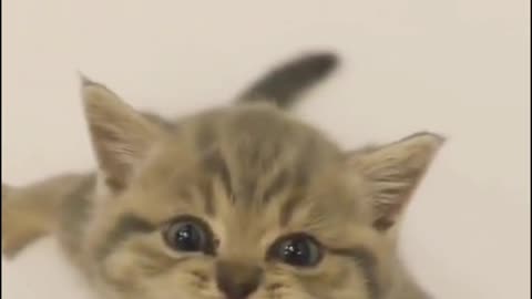 #The_Loveliest_Animals kittens videos, cute baby cat