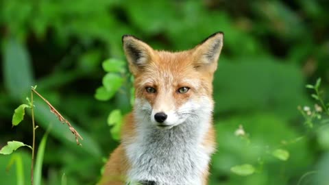 The most cunning fox in the legend - Red Fox is so quiet