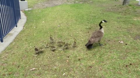 Adorables gansos bebé corriendo