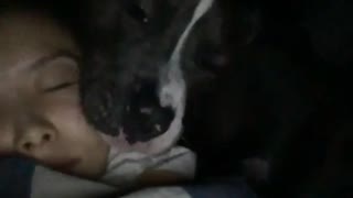 Black pitbull cuddles with his owner in bed