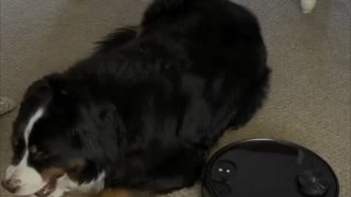 Bernese Mountain Dog Unbothered by Robot Vacuum