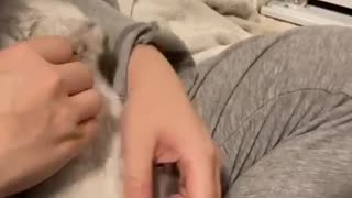 Adorable Scottish Fold Kitten Showering