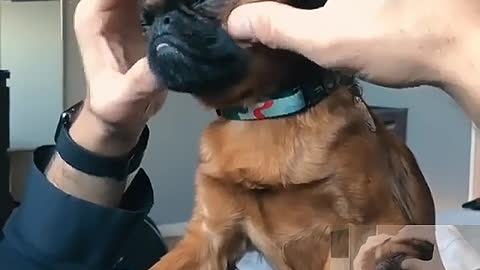 Give your dog a massage