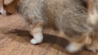 Corgi is getting a sister