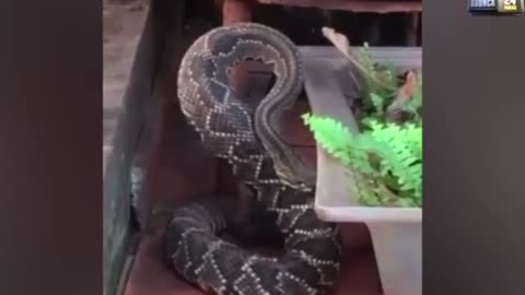 Estuvo a punto de ser mordido por una enorme serpiente de cascabel pero su gatita lo salvó