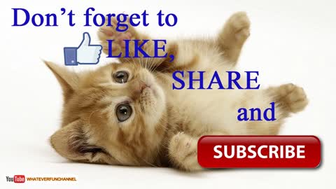 Short Funny Animals Vines😺 Funny Animals Compilation - Whateverfun!