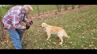 Dog Bird Training Introduction, Ginger a 1st timer!