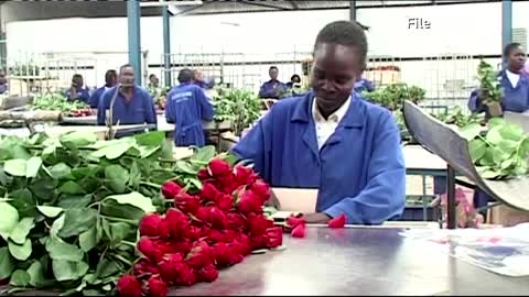 Red roses for Valentine's Day? Ecological "nonsense"