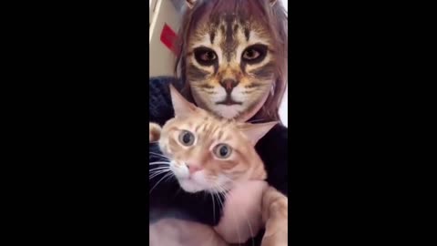 Cats funny reaction to cat face filter