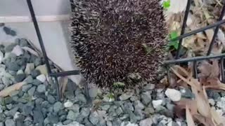 Fence Cut to Rescue Stuck Hedgehog